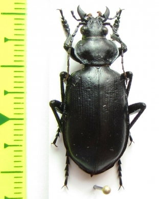 Calosoma peregrinator  USA - INSECTS-STORE.RU