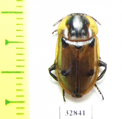 Dendroxena sexcarinata  Russia, Far East - INSECTS-STORE.RU