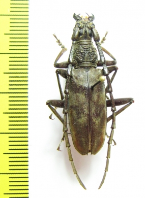 Hoplocerambyx sp.  Malaysia, Borneo - INSECTS-STORE.RU