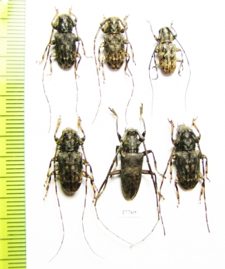 Cerambycidae sp.  Indonesia, Kalimantan - INSECTS-STORE.RU