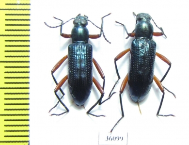 Tenebrionidae sp.  Thailand - INSECTS-STORE.RU