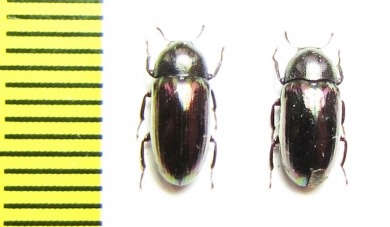 Tenebrionidae sp.  Malaysia - INSECTS-STORE.RU