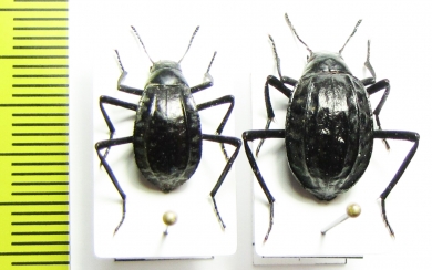 Adesmia gebleri, pair  Kazakhstan - INSECTS-STORE.RU