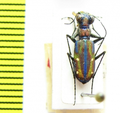 Jansenia rugosiceps  India - INSECTS-STORE.RU