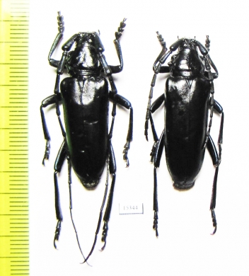 Stenaspis solitaria, pair  USA - INSECTS-STORE.RU