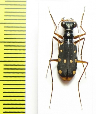 Thopeutica diana  Indonesia, Sulawesi - INSECTS-STORE.RU