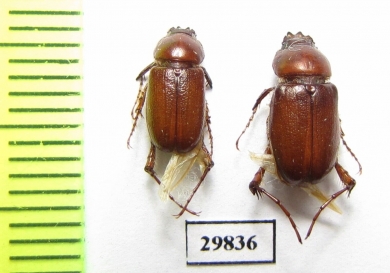 Schizonycha fuscescens  Iran, Hormozgan prov. - INSECTS-STORE.RU