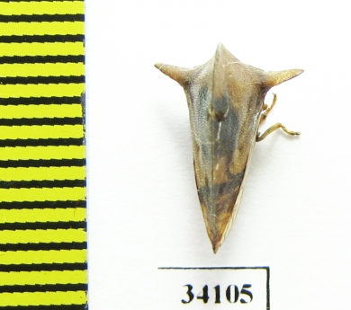 Membracidae sp.  Ecuador - INSECTS-STORE.RU