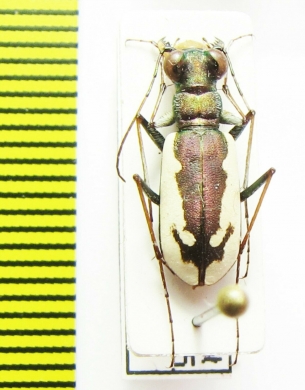 Cephalota schrenki  Kazakhstan - INSECTS-STORE.RU