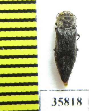 Agrilus sp.  Tanzania - INSECTS-STORE.RU