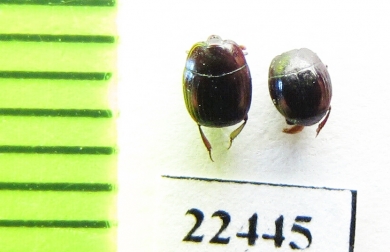 Histeridae sp.  Peru - INSECTS-STORE.RU