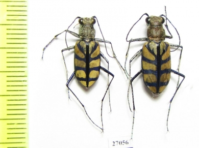 Cicindelinae sp., pair  Malawi - INSECTS-STORE.RU