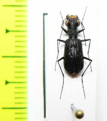 Cylindera foveolata  Nepal - INSECTS-STORE.RU