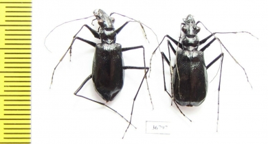 Oxycheila sp., pair  Ecuador - INSECTS-STORE.RU