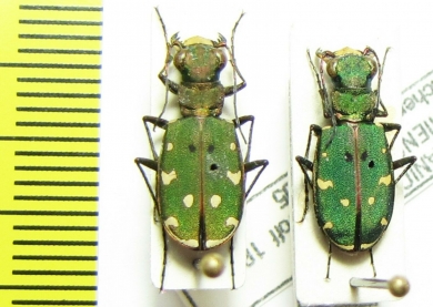 Cicindela turkestanica gissariensis  Tajikistan - INSECTS-STORE.RU