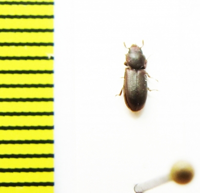 Trogossitidae sp.  Argentina - INSECTS-STORE.RU