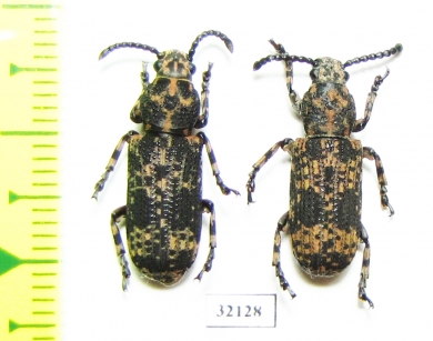 Anthribidae sp.  South Africa Rep. - INSECTS-STORE.RU