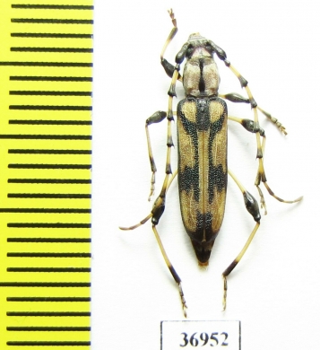 Cerambycidae sp.  South Africa Rep. - INSECTS-STORE.RU