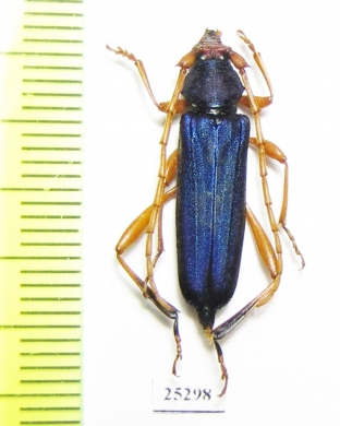 Cerambycidae sp.  Zambia - INSECTS-STORE.RU