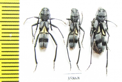 Cerambycidae sp.  Tanzania - INSECTS-STORE.RU