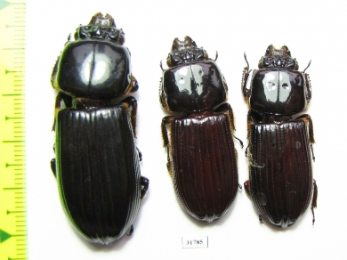 Passalidae sp.  Peru - INSECTS-STORE.RU
