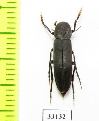 Phloiotrya bellicosa  Russia, Far East - INSECTS-STORE.RU