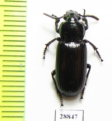 Carabidae sp.  Angola - INSECTS-STORE.RU