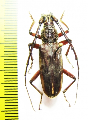 Cerambycidae sp.  Malaysia, Borneo - INSECTS-STORE.RU