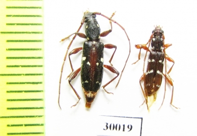 Cerambycidae sp.  Thailand - INSECTS-STORE.RU