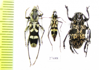 Cerambycidae sp.  Indonesia, Sulawesi - INSECTS-STORE.RU