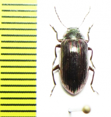 Tenebrionidae sp.  Malaysia - INSECTS-STORE.RU