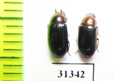 Neomida haemorrhoidalis, pair  Russia, Kaluga reg. - INSECTS-STORE.RU