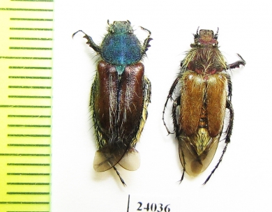 Pygopleurus sp.  Turkey, Mugla prov. - INSECTS-STORE.RU