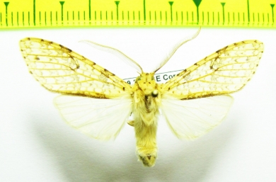 Erebidae sp.  Bolivia - INSECTS-STORE.RU