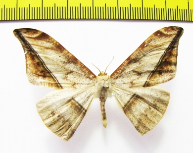 Oxydia augusta  Peru - INSECTS-STORE.RU