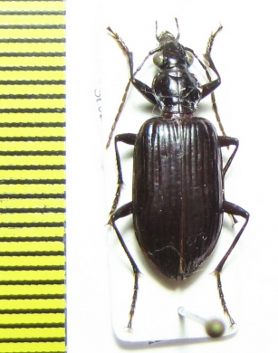 Carabidae sp.  Solomon isls. - INSECTS-STORE.RU