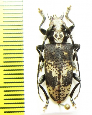 Cerambycidae sp.  Peru - INSECTS-STORE.RU