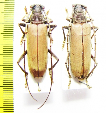 Jupoata ? rufipennis, pair  Brasilia - INSECTS-STORE.RU