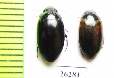 Dytiscidae sp.  Iran, Markazi prov. - INSECTS-STORE.RU