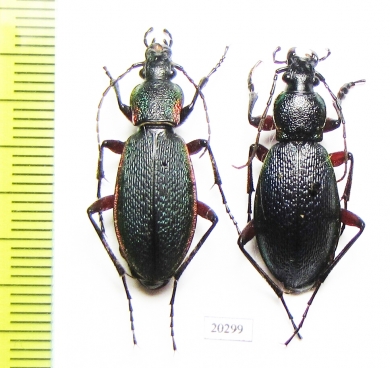 Carabus (Morphocarabus) hummeli ssp., pair  Russia, Far East - INSECTS-STORE.RU