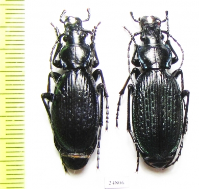 Carabus (Archiplectes) kaljuzhnyji, pair  Russia, Krasnodar reg. - INSECTS-STORE.RU
