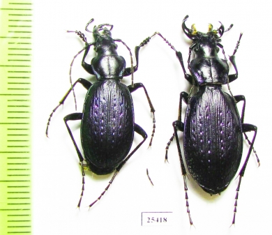 Carabus (Microtribax) kasakorum kasakorum, pair  Russia, N.Ossetia reg. - INSECTS-STORE.RU