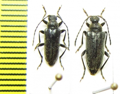 Cortodera circassica  Russia, Krasnodar reg. - INSECTS-STORE.RU