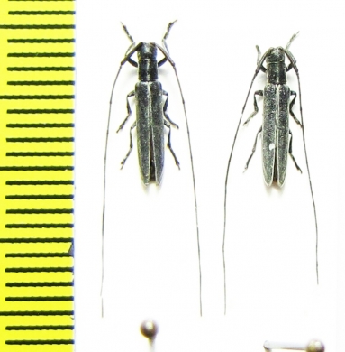 Clamobius filum  Spain - INSECTS-STORE.RU