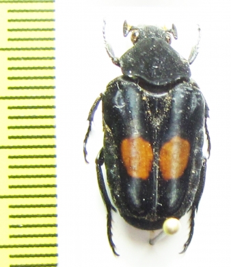 Taeniodera fenestrata  Malaysia - INSECTS-STORE.RU