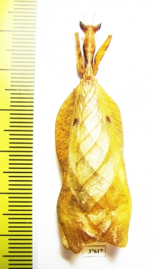 Mantodea sp.  Honduras - INSECTS-STORE.RU