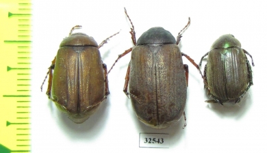 Melolonthinae sp.  China, Guangxi prov. - INSECTS-STORE.RU