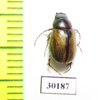 Melolonthinae sp.  South Africa Rep. - INSECTS-STORE.RU