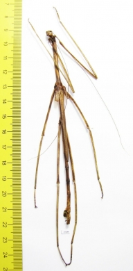 Phasmatodea sp., male  Panama 128mm - INSECTS-STORE.RU