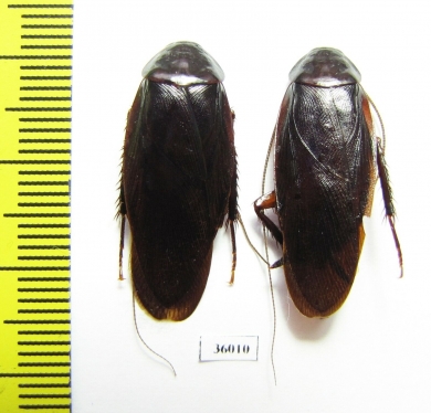 Blattodea sp.  Thailand - INSECTS-STORE.RU